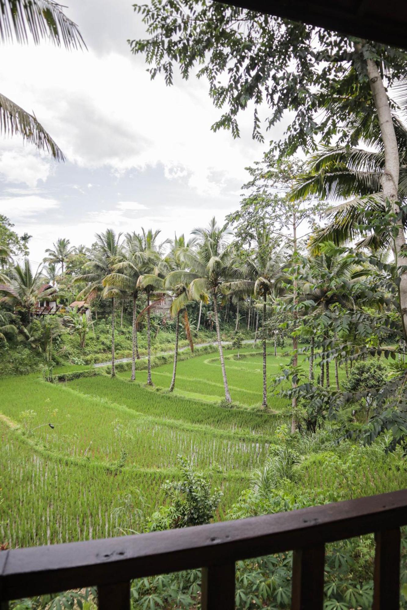 Nea Lombok Tetebatu